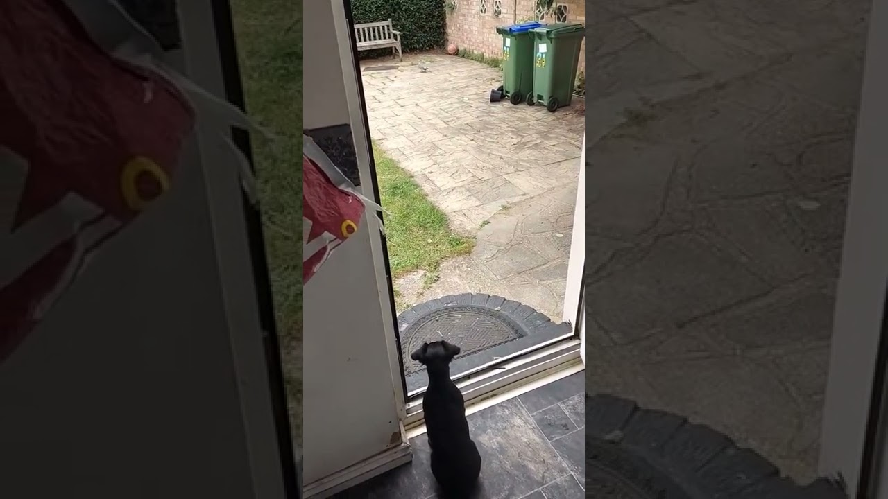 Jessie the Jagd terrier chasing a pigeon