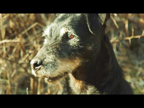Jeza - Nemački lovački terijer 11 godina star / Jagdterrier