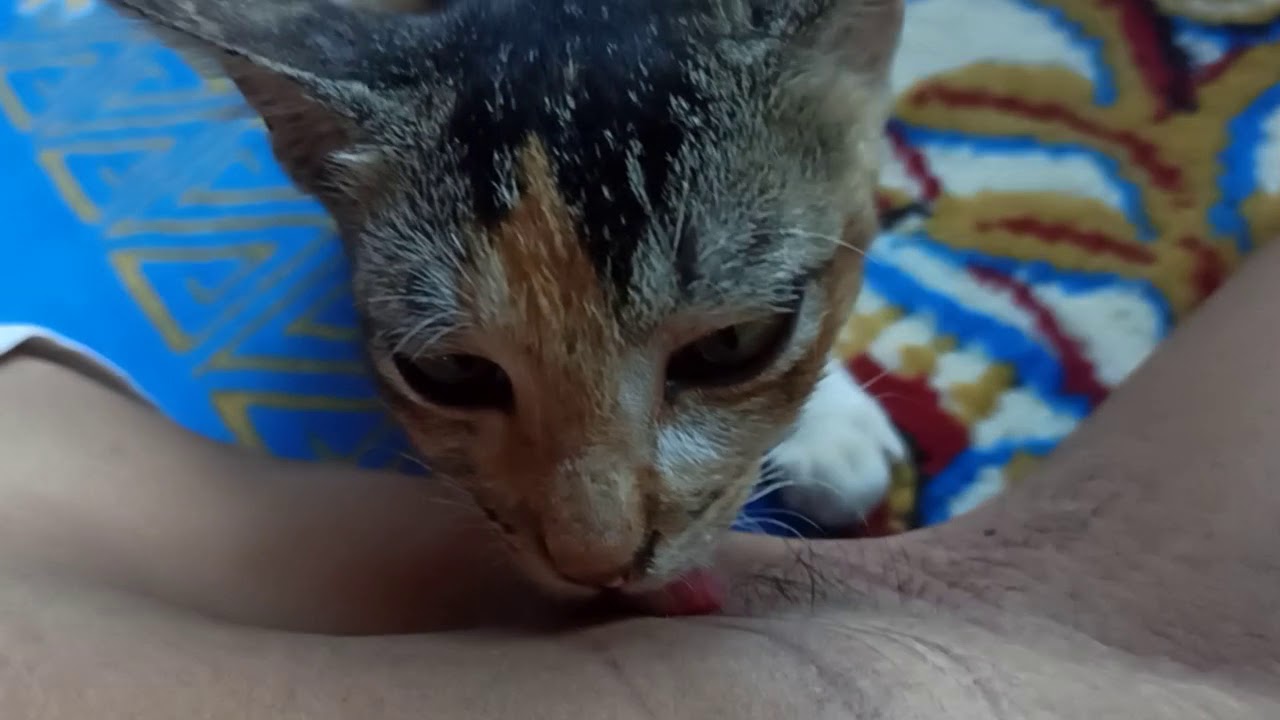 Jilat ketiak!?😱🤫😋 (kucing jilat ketiak) 🐈
