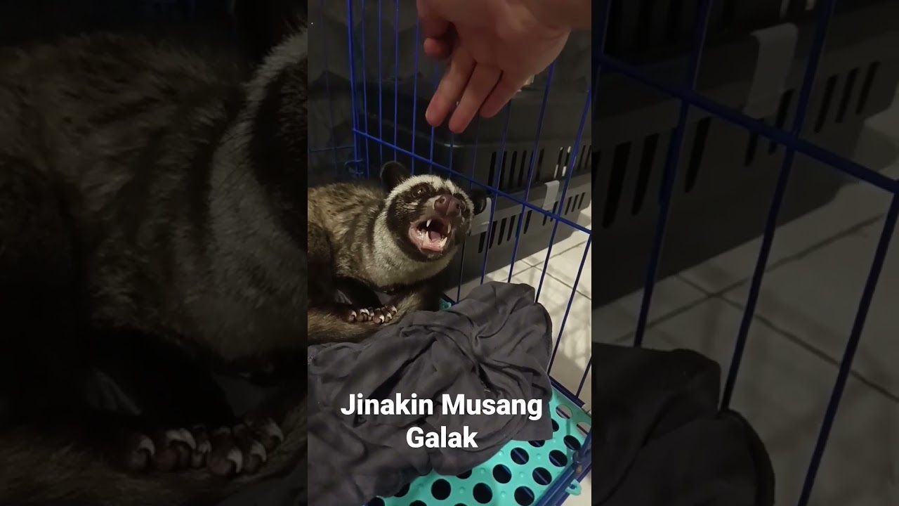 Jinakin Musang Galak #shorts