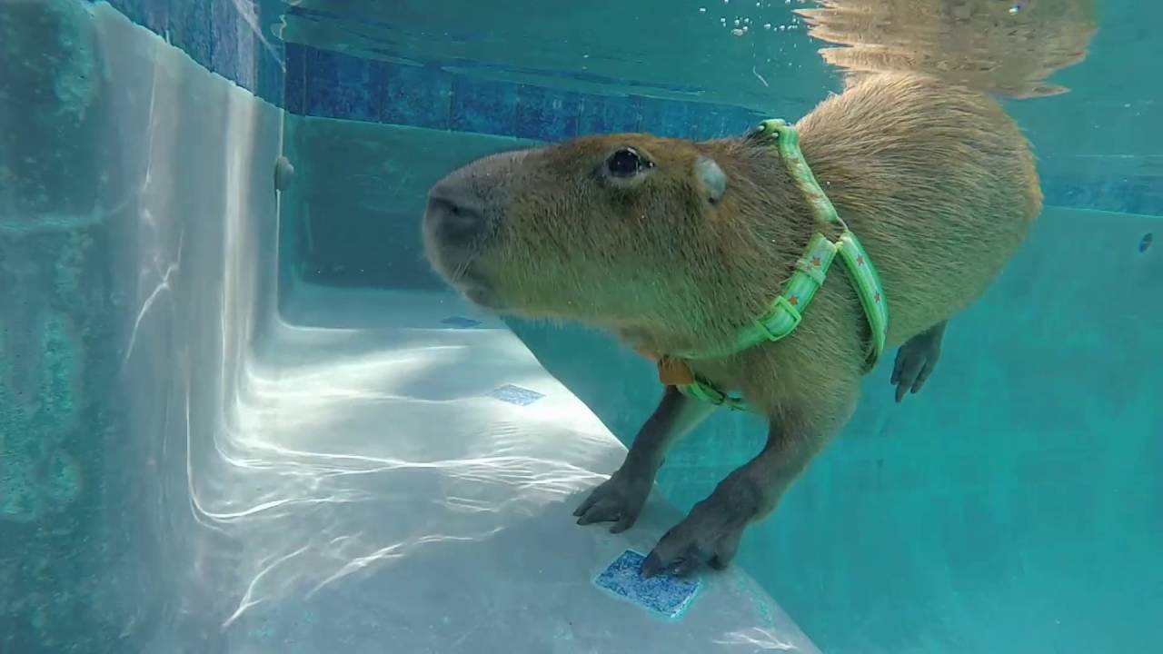 JoeJoe the Swimming Capybara