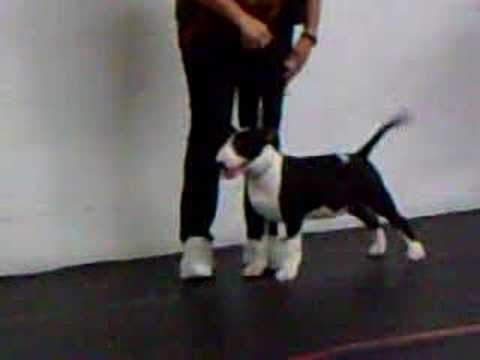 JOEY the Bull Terrier final pose in 