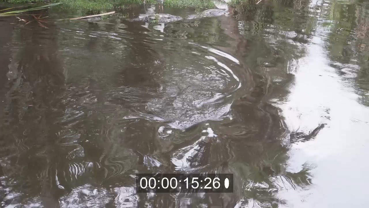 Josie the Baird's Tapir Goes for a Swim