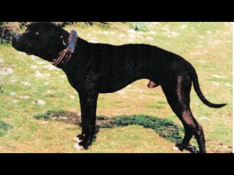 JUMBO DOGS, VILI DOGS & ALL THAT GOOD STUFF #dogbreed #apbt #dogtype