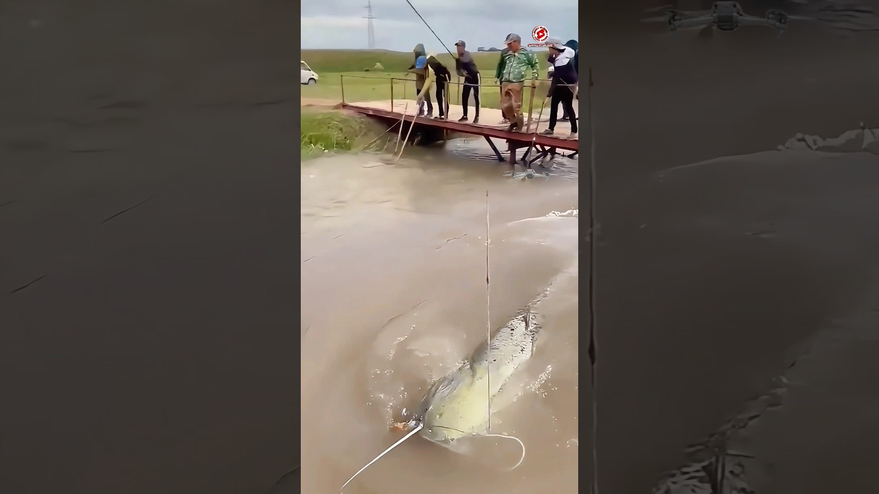 Jump into the river to catch giant catfish