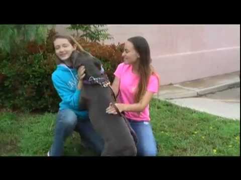 Juneau, YAY ADOPTED!!  american staffordshire terrier