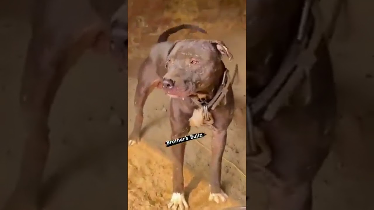 junior Tony Landa APBT pitbull