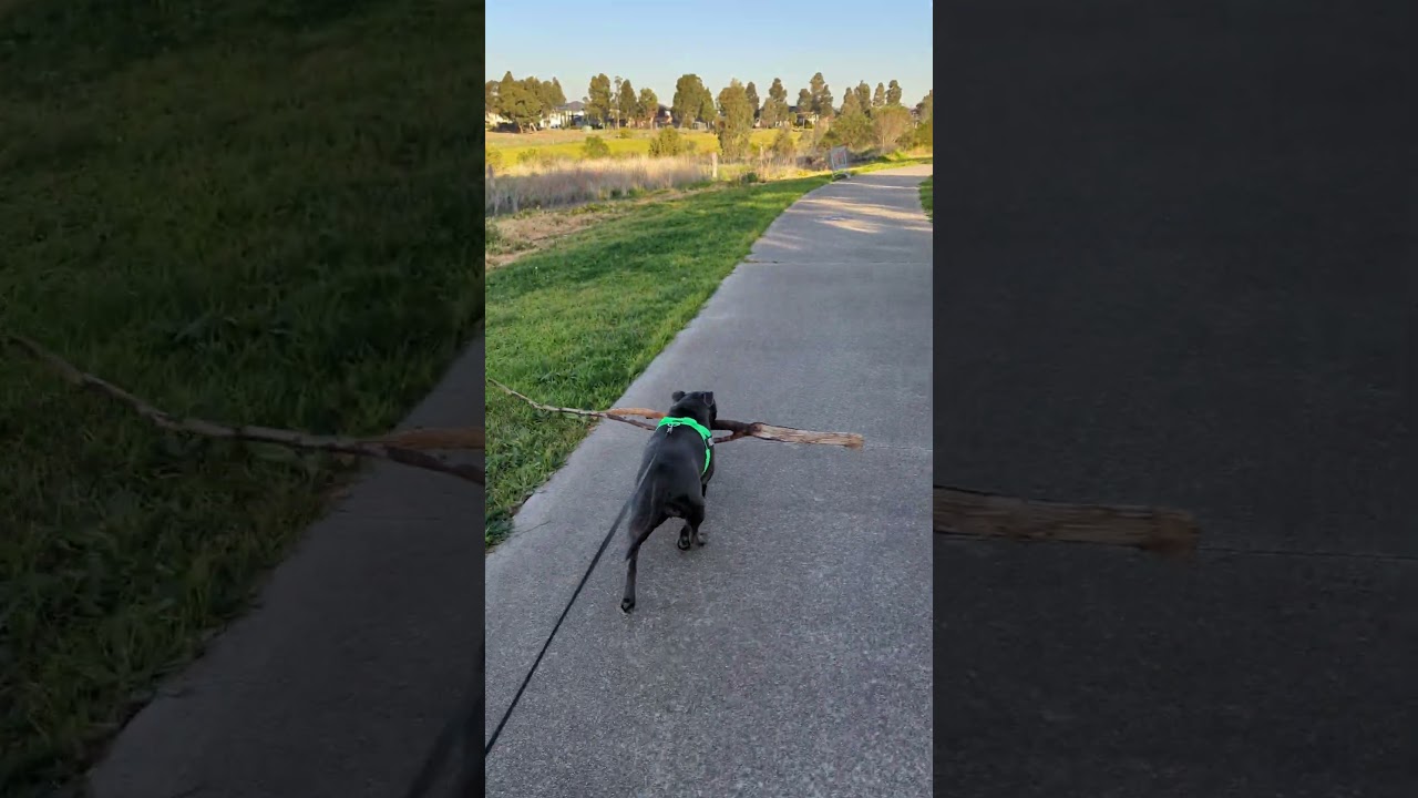 Just a girl & her stick