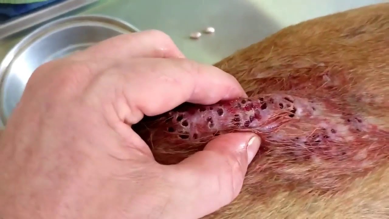 JUST PUKE!!! #2