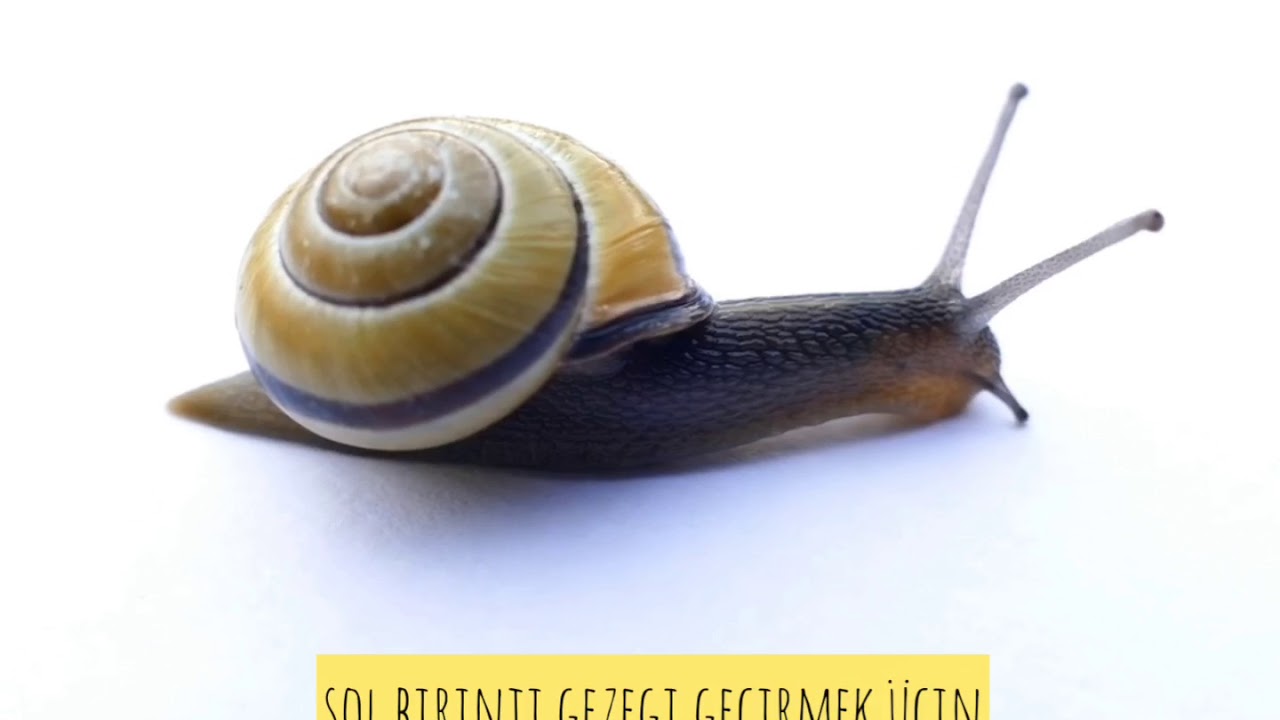 Jynsy gatnaşyklara hiç haçan gyssanma!