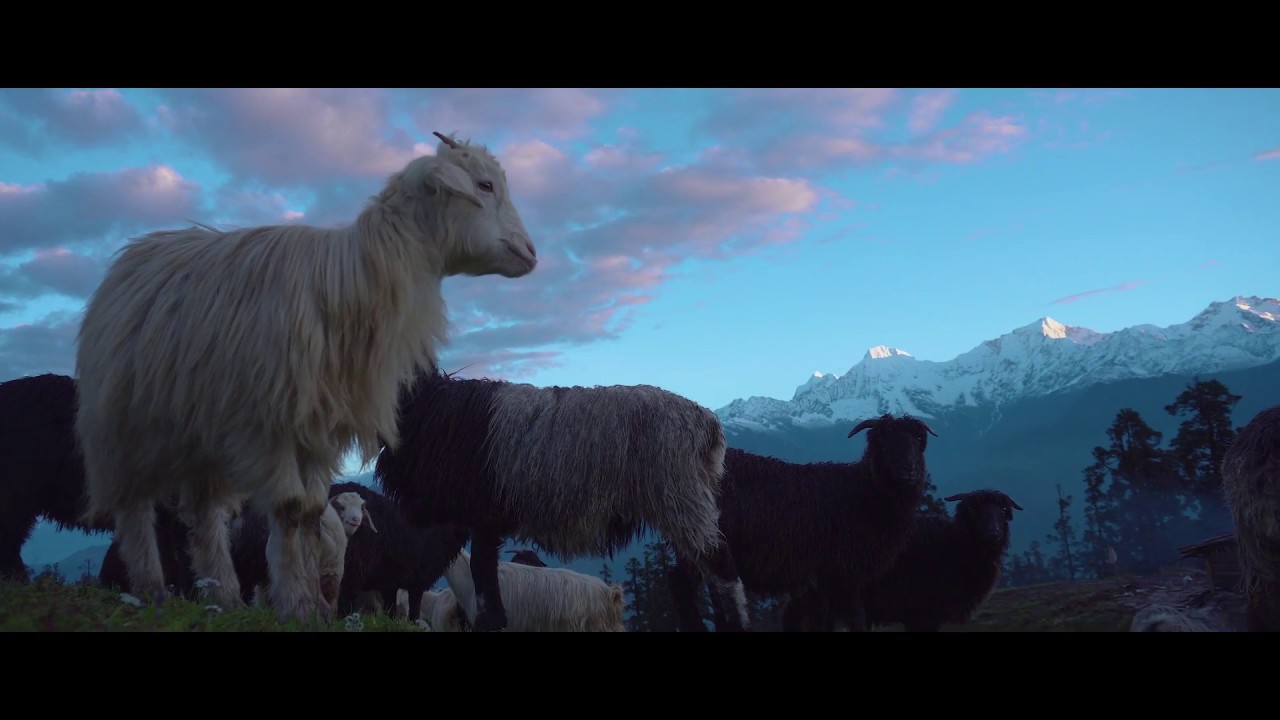 Jyugodewa | A day in a life of Himalayan Shepherd (Teaser)