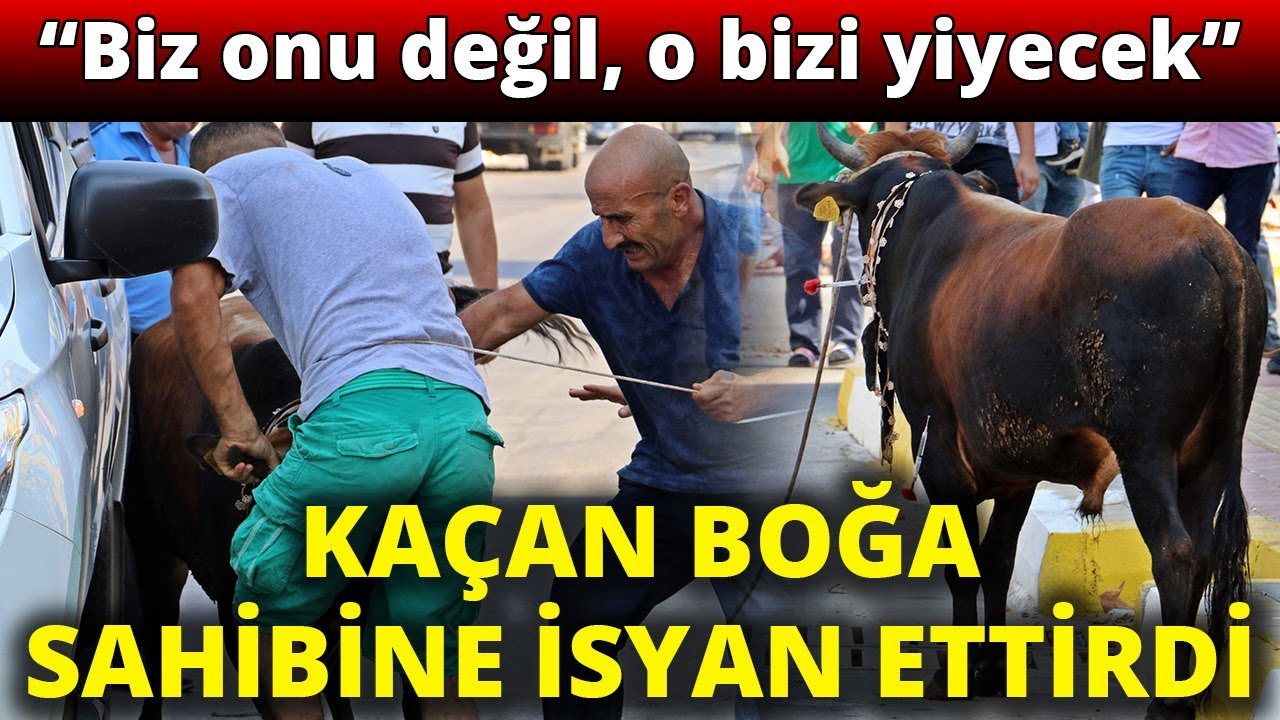 Kaçan Kurbanlık Boğa Sahibine İsyan Ettirdi: 