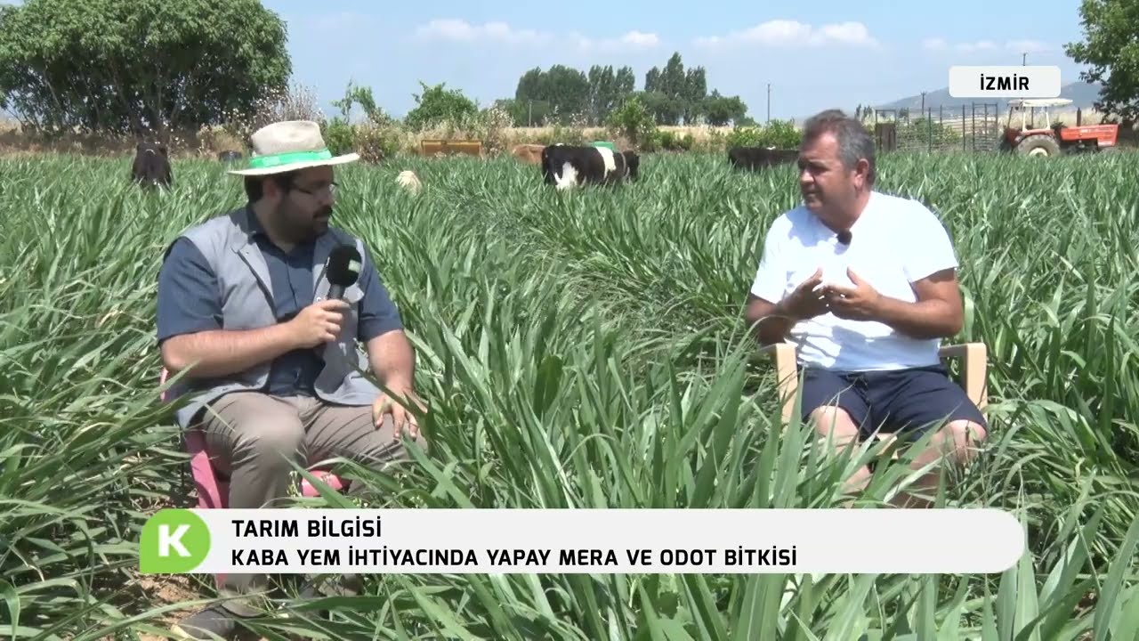 KABA YEM İHTİYACINDA YAPAY MERA VE ODOT ETKİSİ | TARIM BİLGİSİ