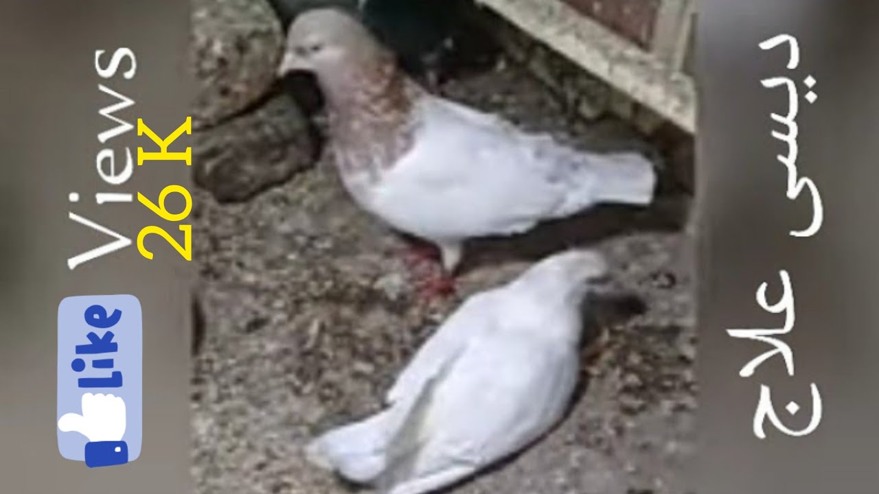 Kabootar ke Tango ka ilaj