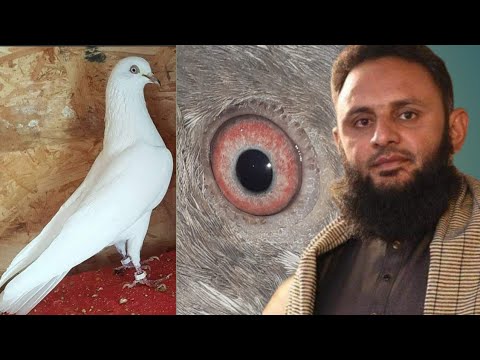 Kabutar | Kabutar ki Haddi Jod | Kabutar Kharidne se Pahle Haddi Jod Dekhna Chahiye ki Nhi