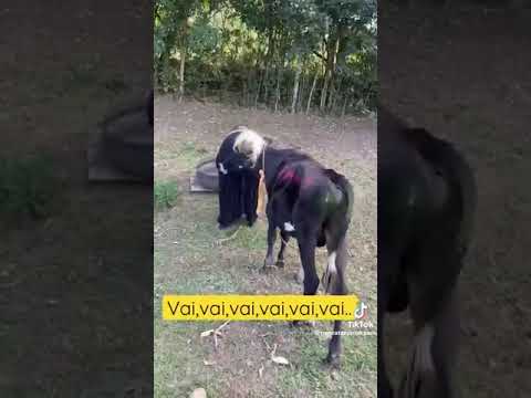 Kadın Boğayı Azdırıyor