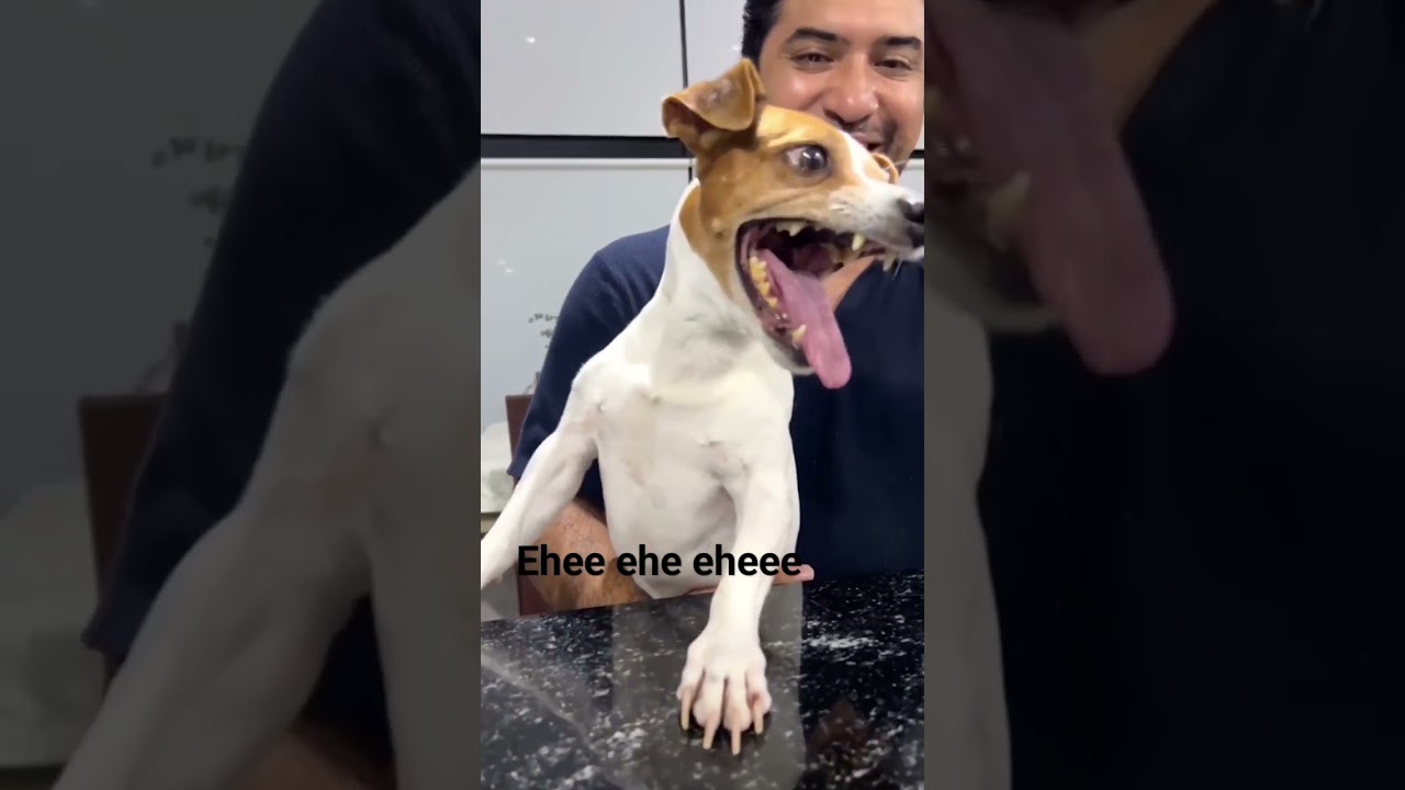 kahkaha atan köpek gülen köpek #viral #köpek köpek #dog #happydog #gülenköpek
