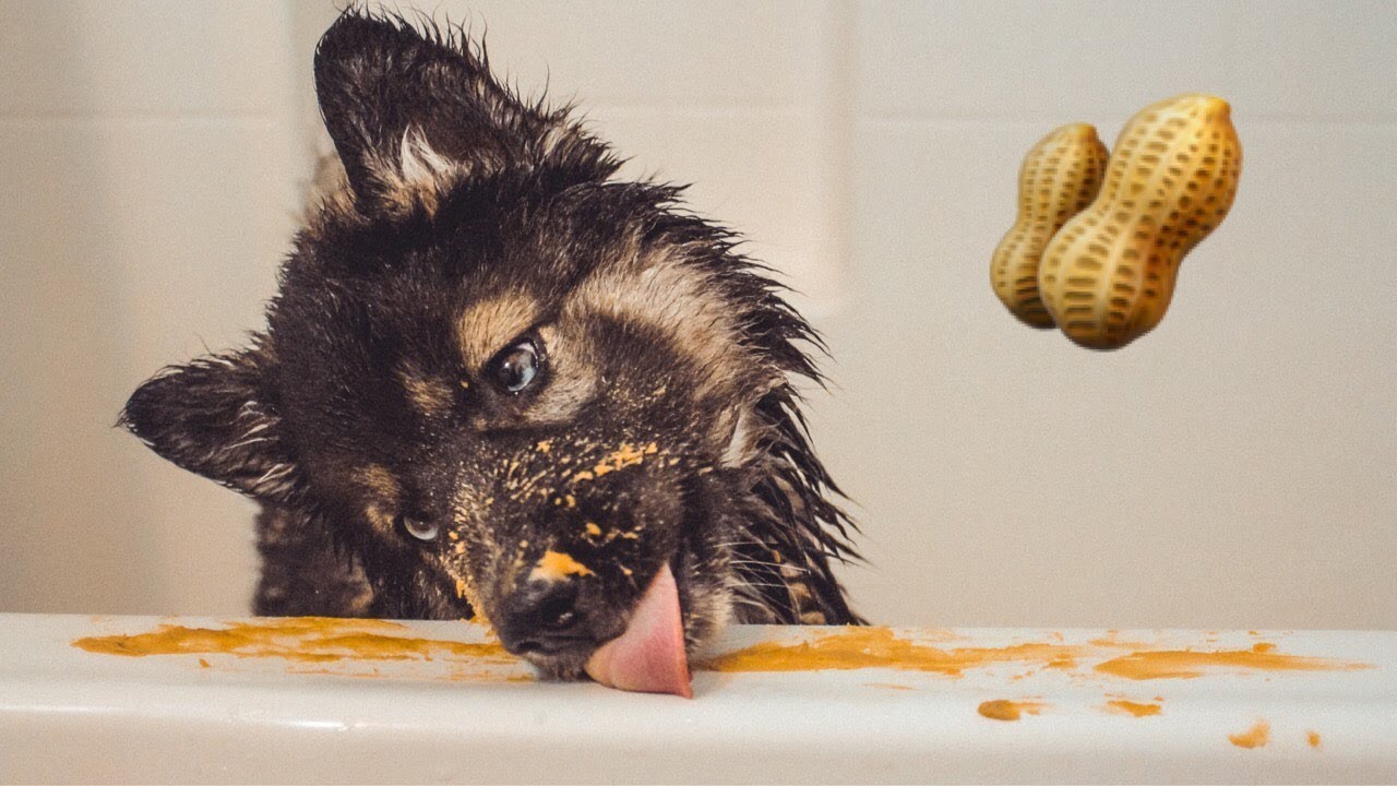 Kakoa’s First Bath with Peanut Butter! My Siberian Husky Puppy