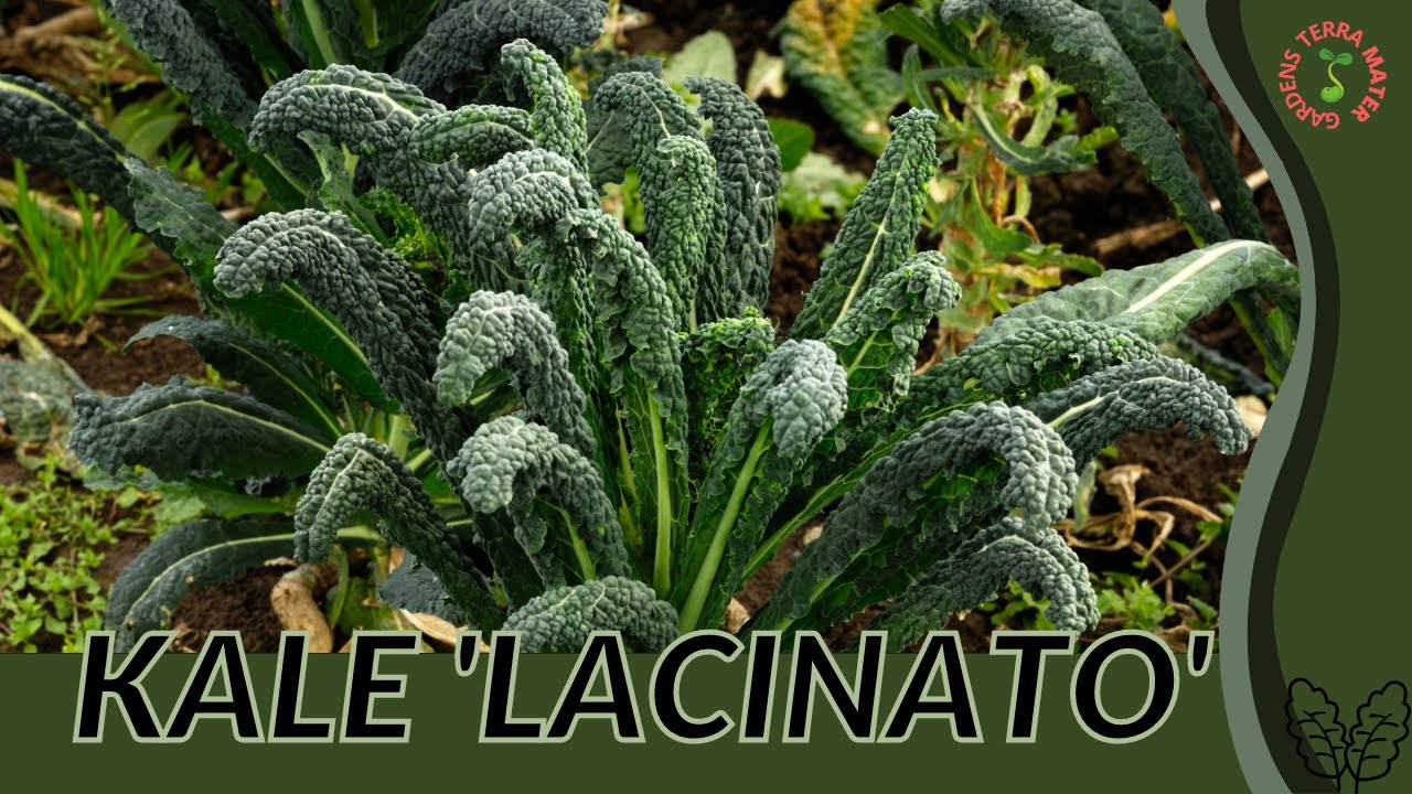 KALE 'LACINATO' 'DINOSAUR' 'TOSCANO' Information & Growing Tips! (Brassica oleracea var. palmifolia)