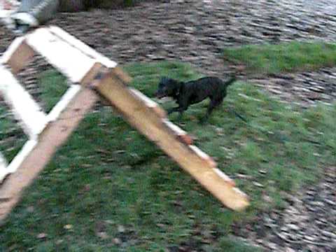 Kali the Patterdale Terrier climbing a pallet