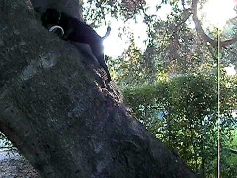 Kali the Patterdale Terrier climbs a tree