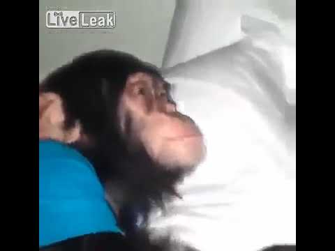 Kalklan işe gidecen kalk kalk maymun