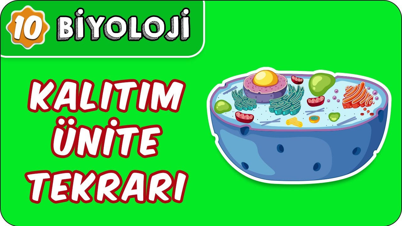 Kalıtım Ünite Tekrarı | 10. Sınıf Biyoloji