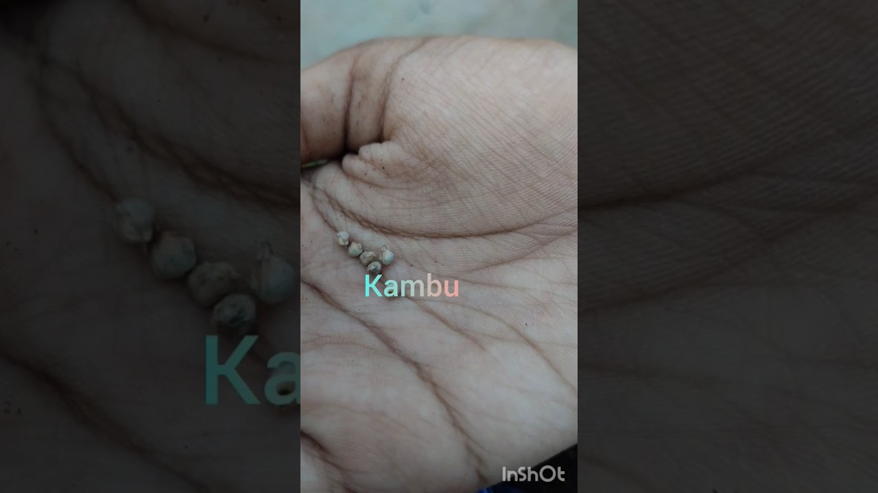 #kambu #sowingseeds #planting #gardening #garden #nature #youtube #youtubeshorts #shorts #subscribe#