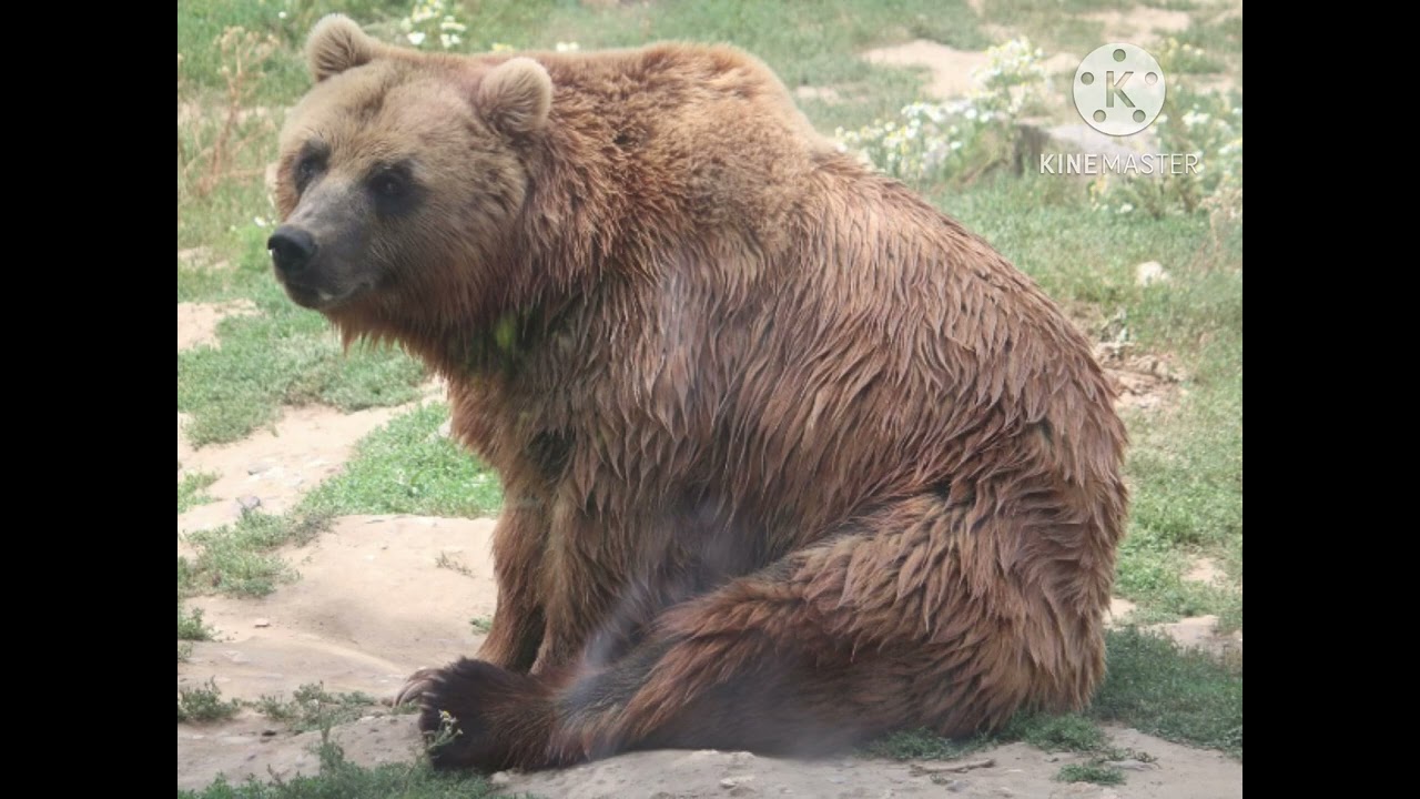Kamchatka Brown Bear Sound Effect 🐻 🔊 (For Steve Myers)