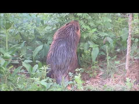 Kanadanmajava (Castor canadensis)