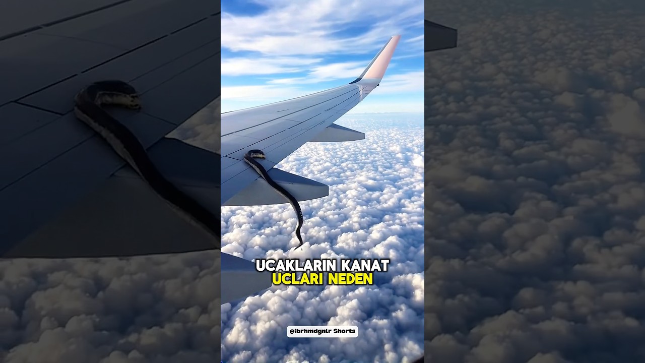 Kanat Uçlarındaki Kıvrım ✈️ ❗️