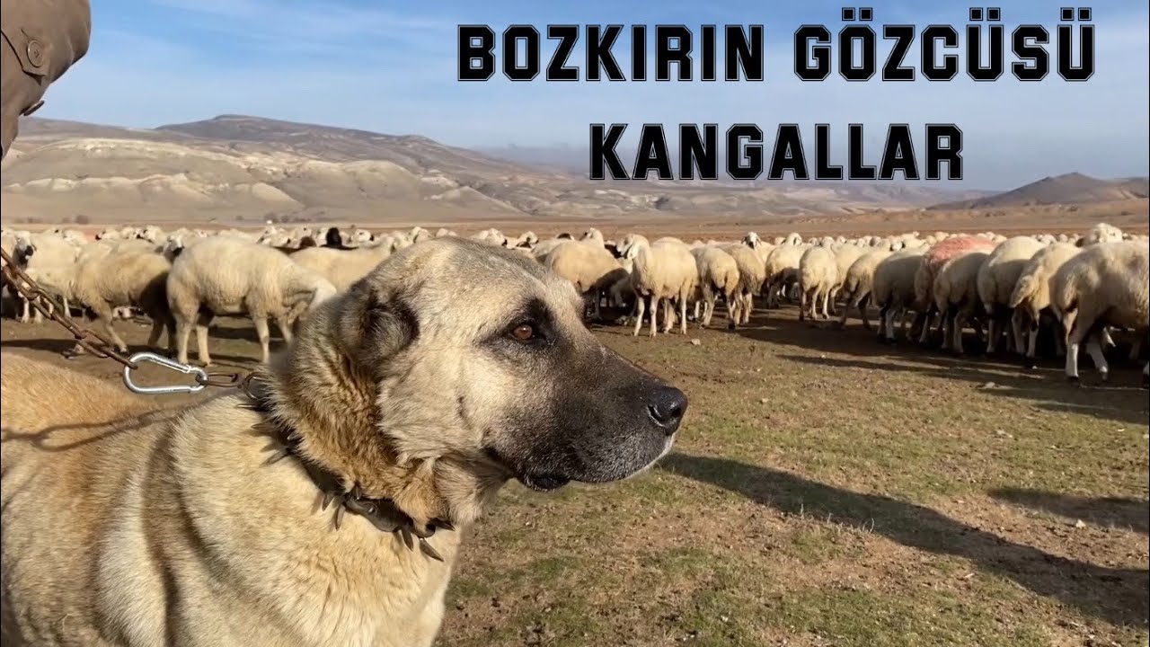 KANGAL BOZKIRIN SAHİPLERİ BELGESELİ (WARRIOR KANGAL DOCUMENTARY)