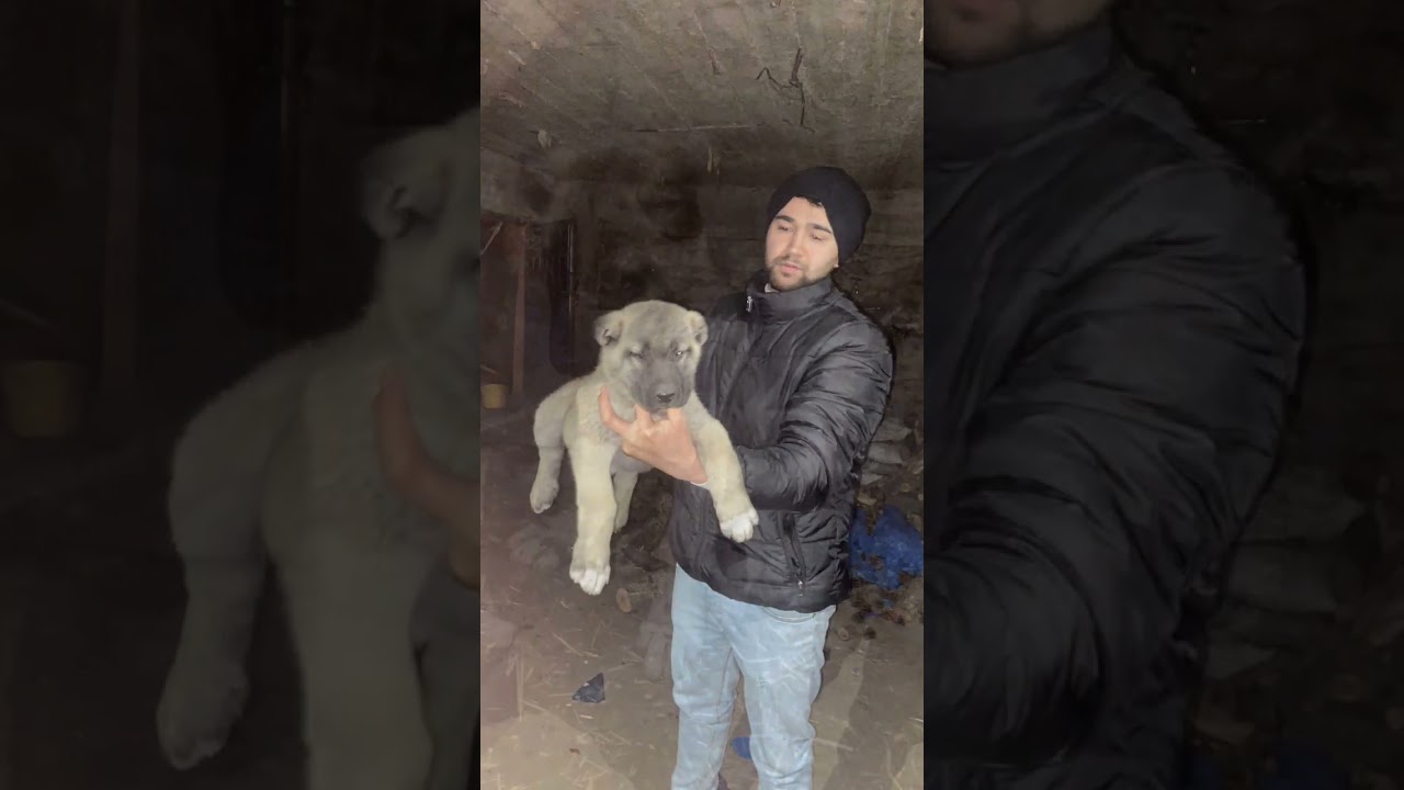 KANGAL DEĞİŞİM 4 AYLIK SÜREÇ    #kangal #keşfet #beniöneçıkart  #yavruköpekler #shorts