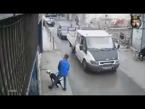 kangal dog attack Pitbull 🧐