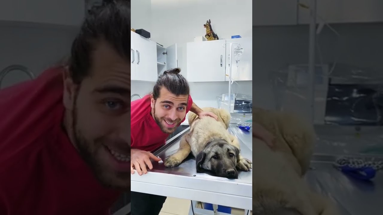 Kangal Puppy Gets Massage! 😂 #TheVet