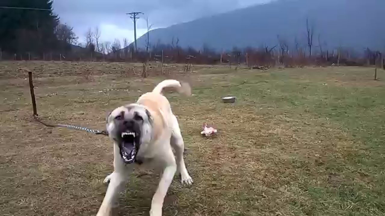 Kangal u akciji-KANGAL AS A GUARDIAN