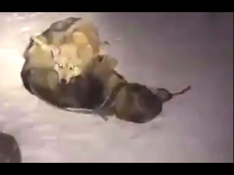kangal ve kurt çiftleşmesi - coiling and wolf mating