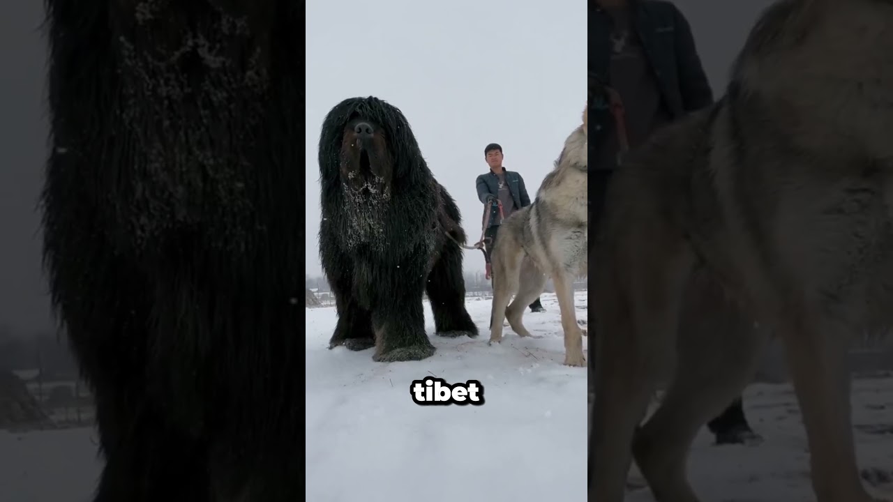 Kangal vs. Tibet Mastifi: Anadolu’nun Cesareti ve Himalayaların Gücü Karşı Karşıya 🐶💪