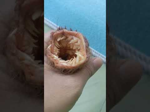 kantong macan hidup asli makan daging