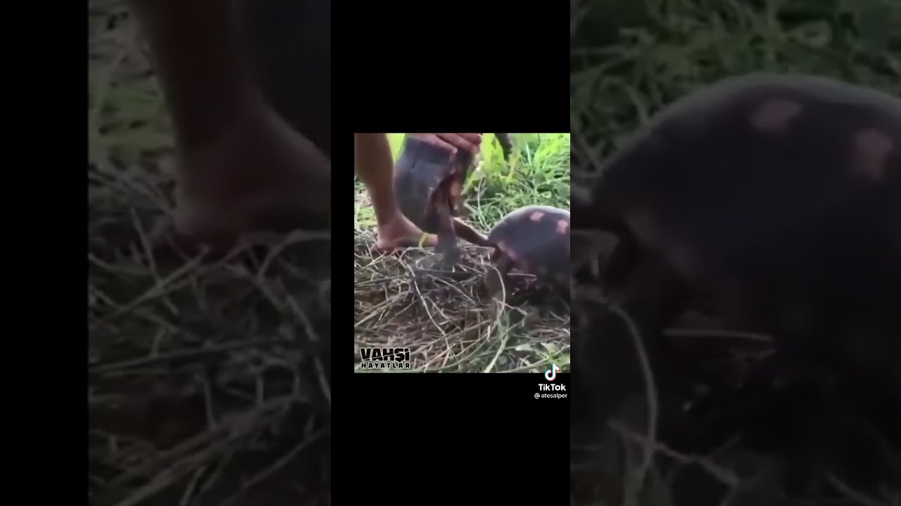 KAPLUMBAĞA 🐢 ÇİFTLEŞMESİ 😱!! TORTOİSE MATİNG