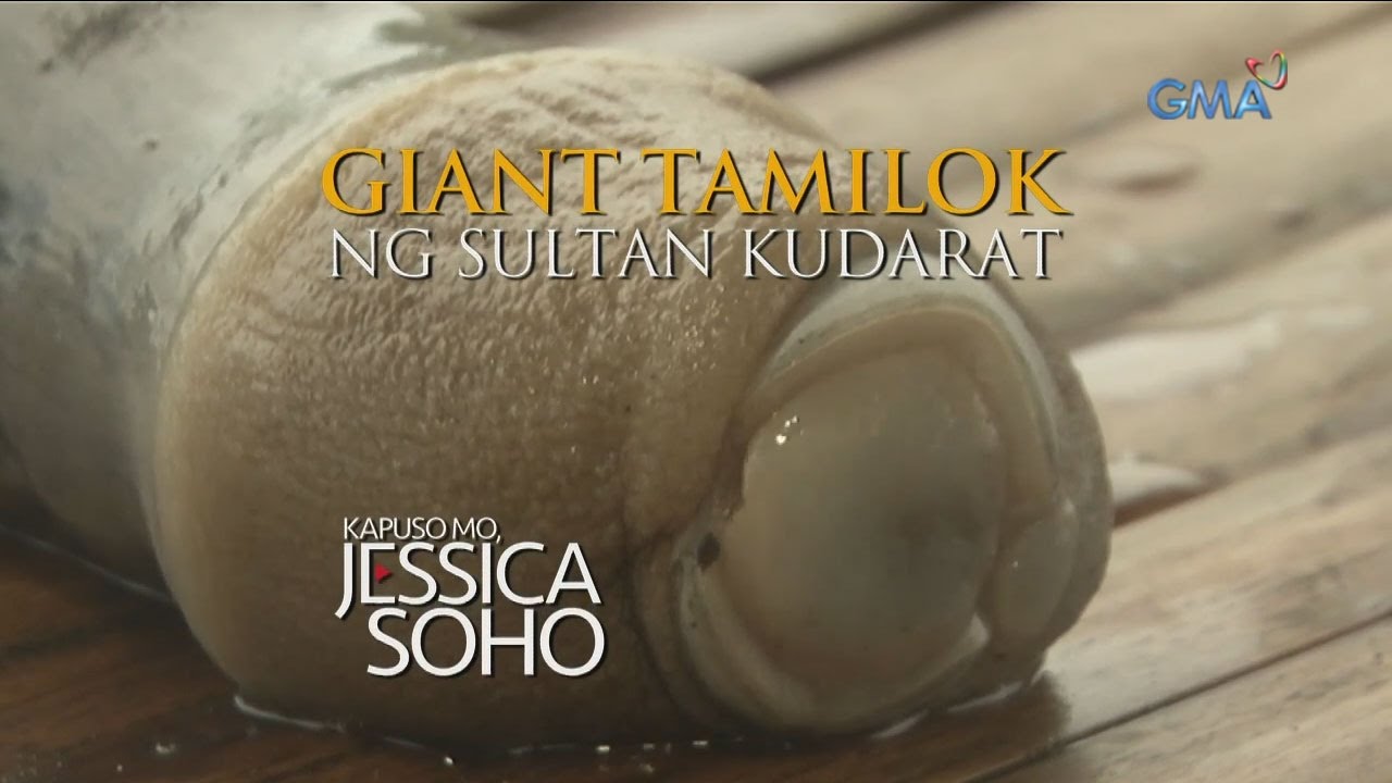 Kapuso Mo, Jessica Soho: Giant Tamilok ng Sultan Kudarat