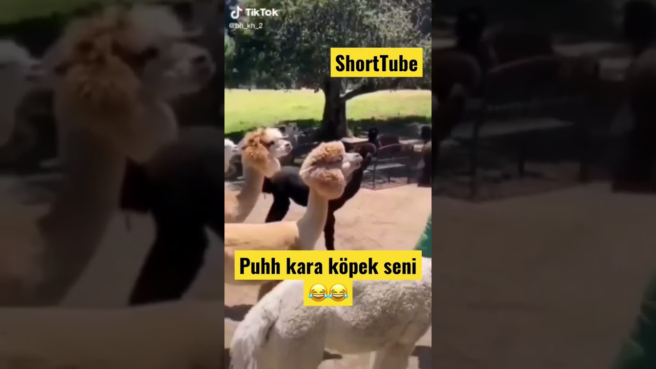 Kara köpek seni 😂 #lama