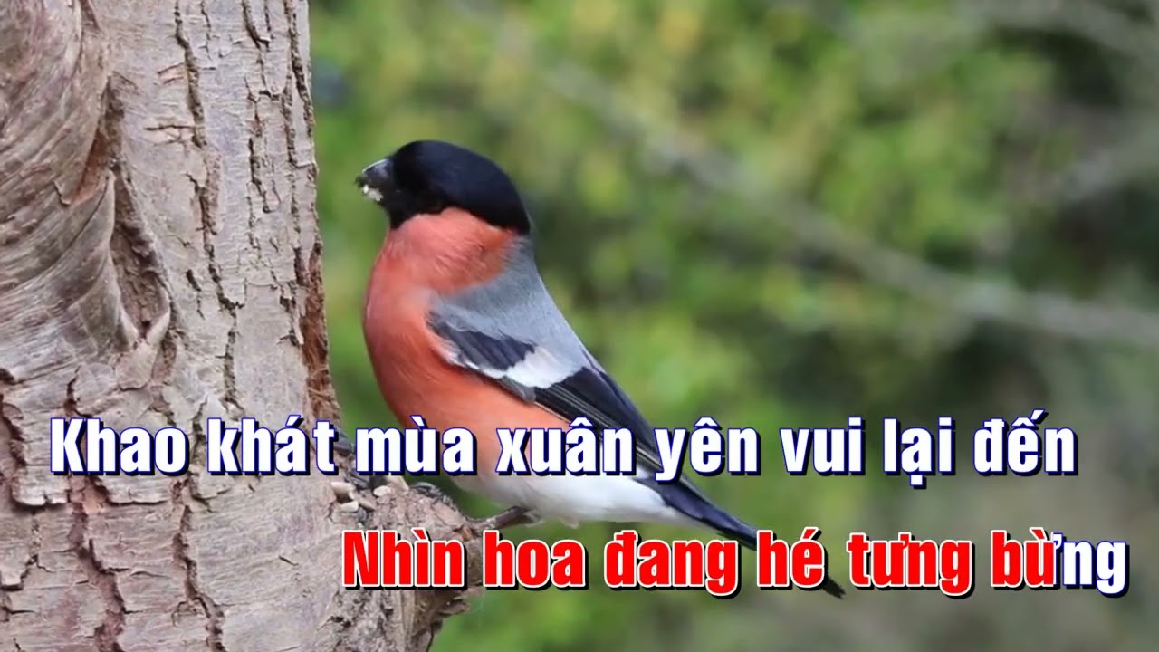 KARAOKE KHÁT VỌNG MÙA XUÂN (ÂM NHẠC 8)