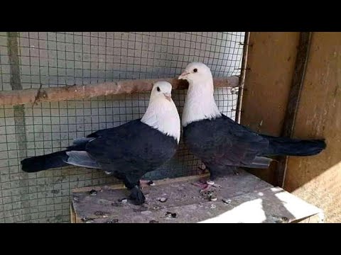 Karbalai Pair |Karbalai pigeons| |Best Collection| |Short Video| |Arshee pigeons|