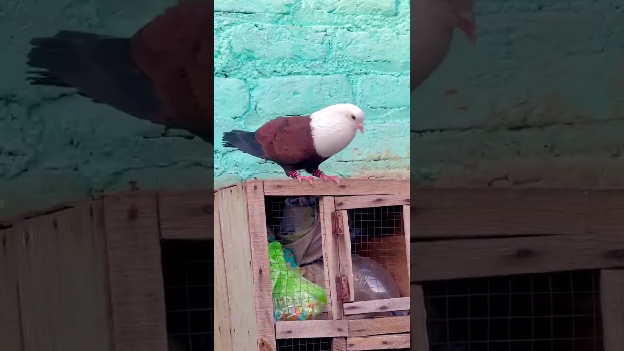 Karbalai Pigeon #fancypigeonsquetta #pigeon #bird #kabootar