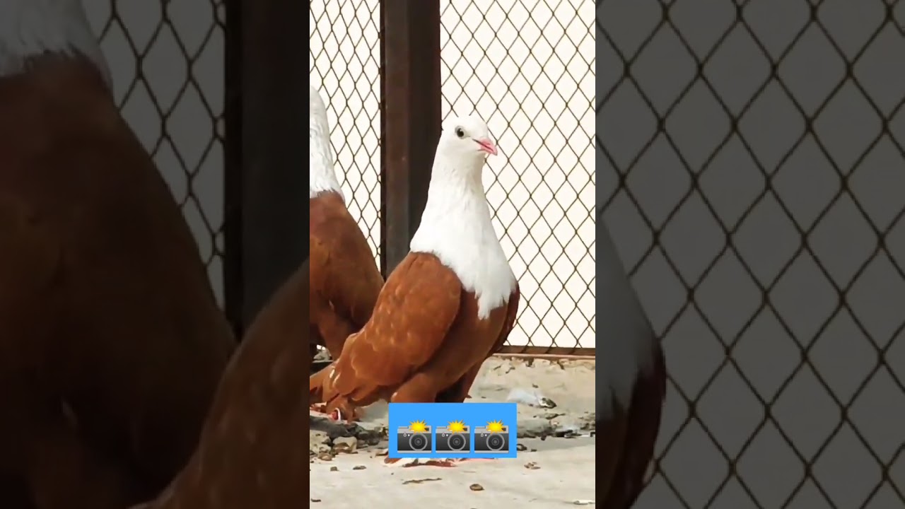 karbalai pigeon perfect colour breed MashaAllah ❤️#viral #trending #foryou #kabootar #bird