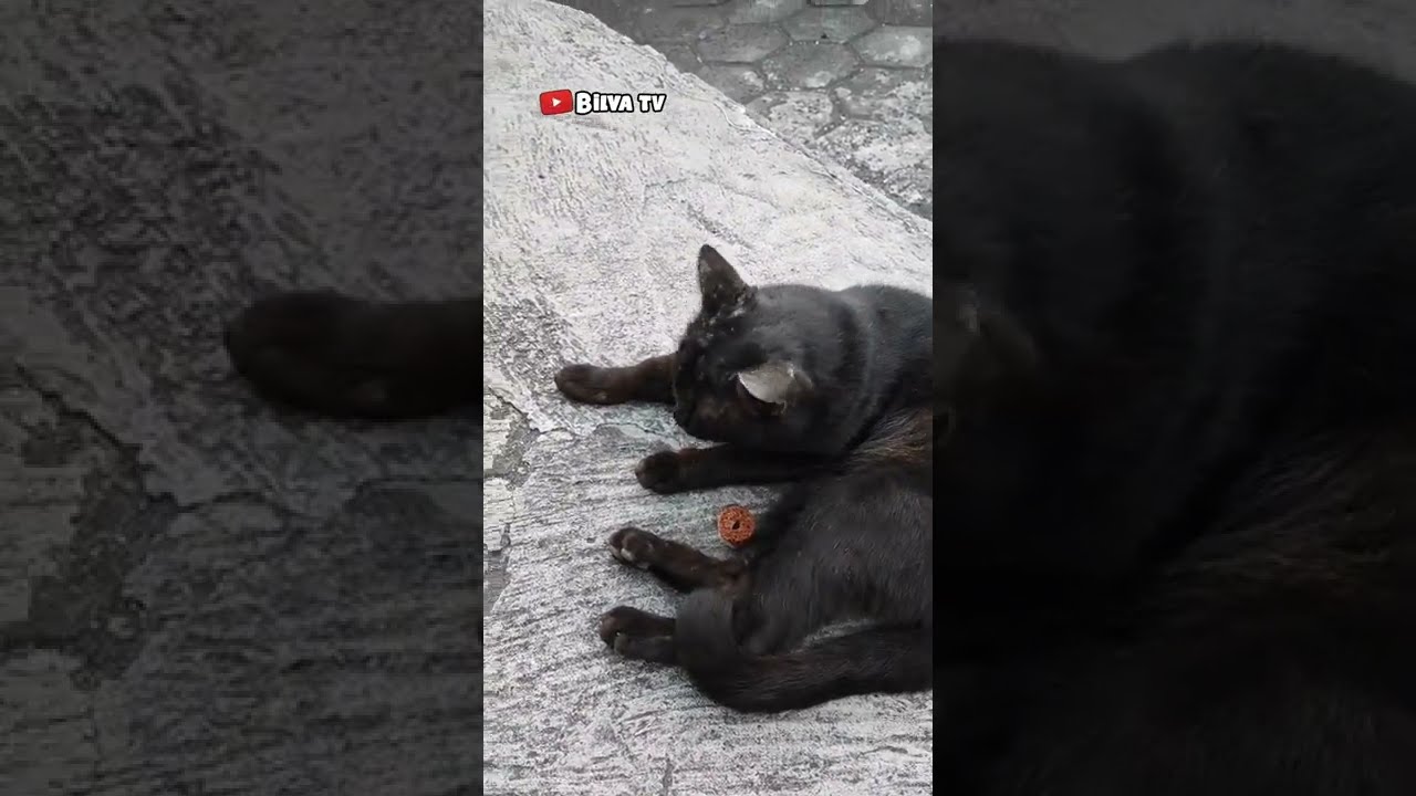 karena kucing liar ga berani deketin coba kasi jajan ngebull 🐱🐈‍⬛🐈‍⬛