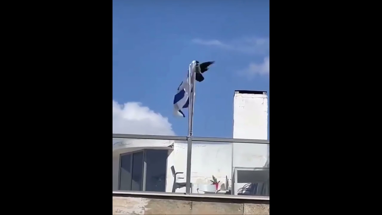 Karga İsrail bayrağını yere attı