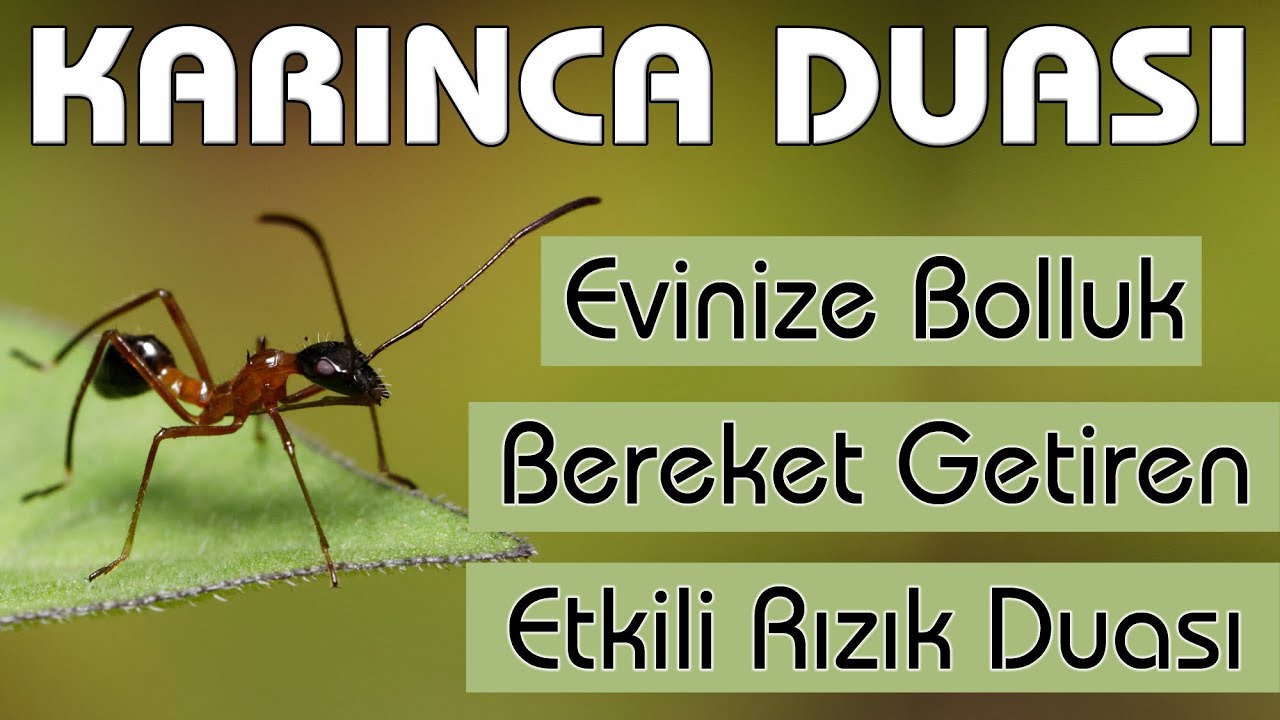 Karınca duası dinle Bereket Rızık duası dinle 99 Kere ( Evinize Bol Rızık için KARINCA DUASI )