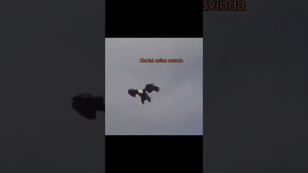 Kartal aslan avında